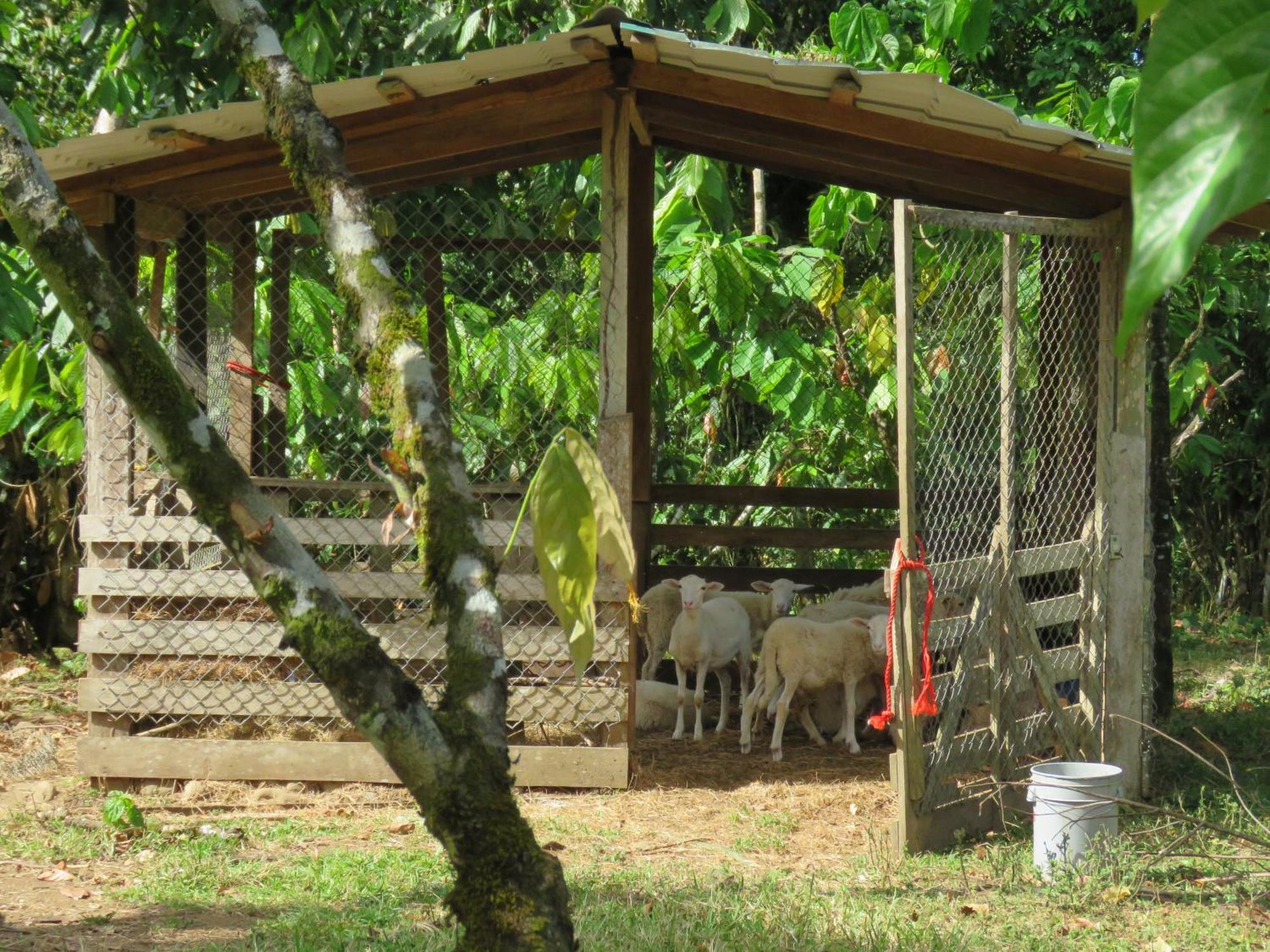 Vocare Finca Agroecologica Upala Exterior photo